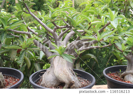 Adenium flower plant on nursery 116516213