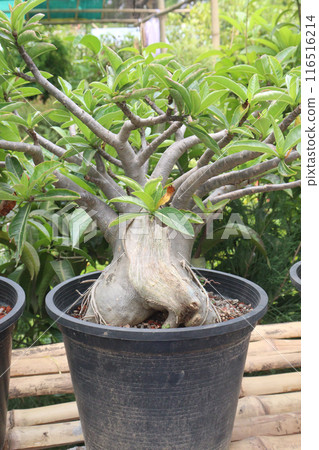 Adenium flower plant on nursery 116516214