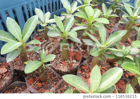 Adenium flower plant on nursery 116516215