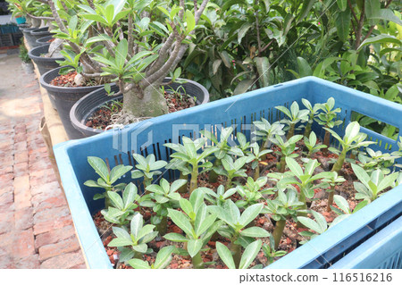 Adenium flower plant on nursery Adenium flower plant on nursery 116516216