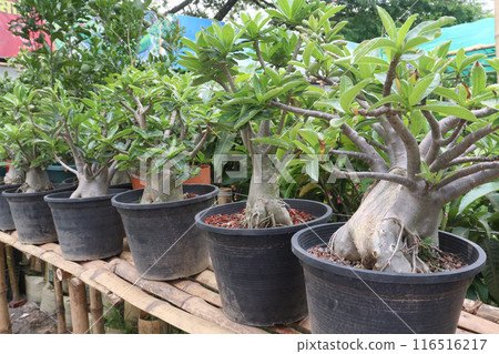 Adenium flower plant on nursery 116516217