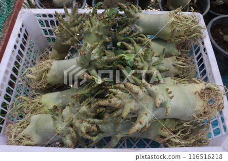 Adenium flower plant on nursery 116516218