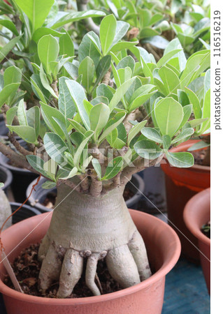 Adenium flower plant on nursery 116516219