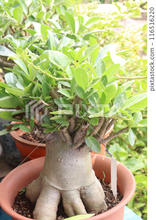 Adenium flower plant on nursery 116516220