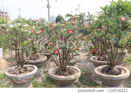 Adenium flower plant on nursery Adenium flower plant on nursery 116516221
