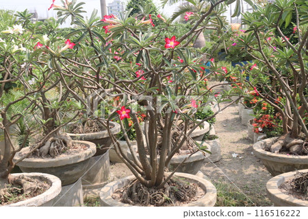 Adenium flower plant on nursery 116516222