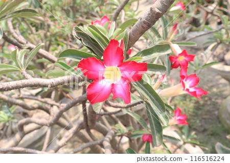 Adenium flower plant on nursery 116516224