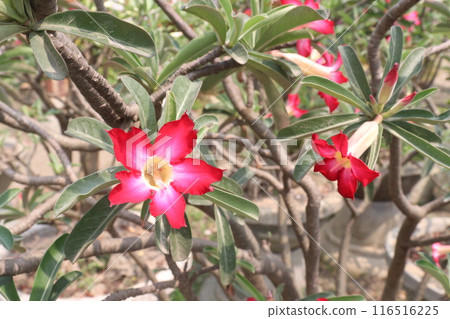 Adenium flower plant on nursery 116516225