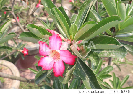 Adenium flower plant on nursery 116516226