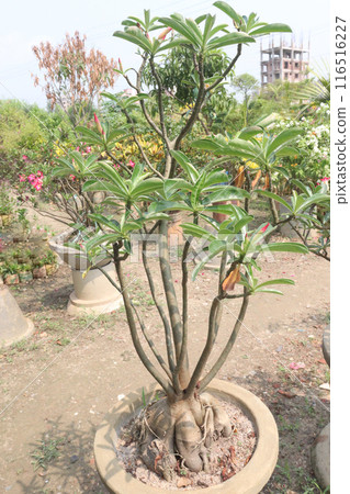 Adenium flower plant on nursery 116516227