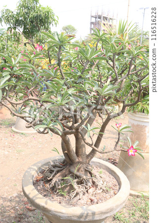 Adenium flower plant on nursery 116516228