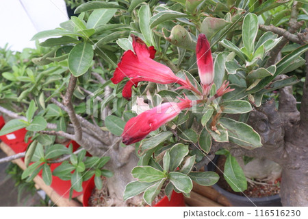 Adenium flower plant on nursery 116516230