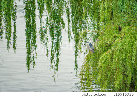 大明湖夜鷺 116516336