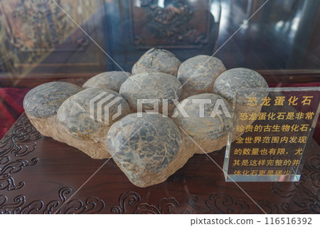 Fossil of dinosaur egg 116516392