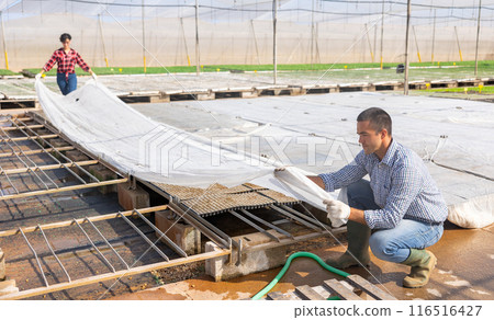Hired workers cover seedling crates with covering material Hired workers cover seedling crates with covering material 116516427