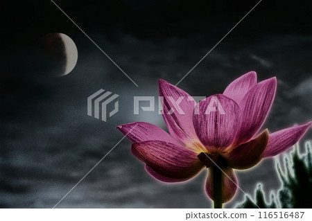 Pink lotus flower floating in the dark Pink lotus flower floating in the dark 116516487