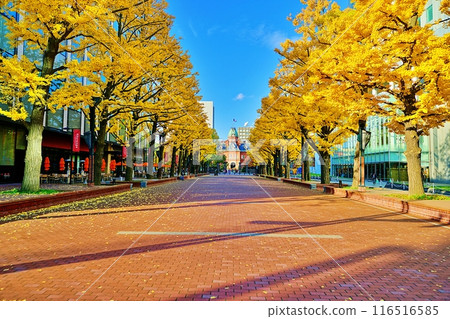 札幌北三條廣場（Akapla）的銀杏樹 116516585