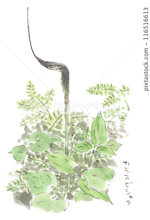 A landscape of early summer to summer plants, the blooming of the purple ivy, watercolor illustration A landscape of early summer to summer plants, the blooming of the purple ivy, watercolor illustration 116516613