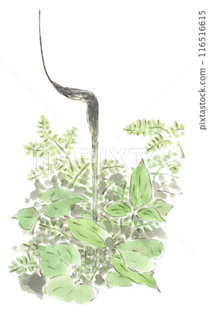 A landscape of early summer to summer plants, the blooming of the purple ivy, watercolor illustration 116516615