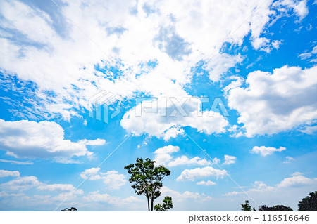 Summer clouds and trees 116516646