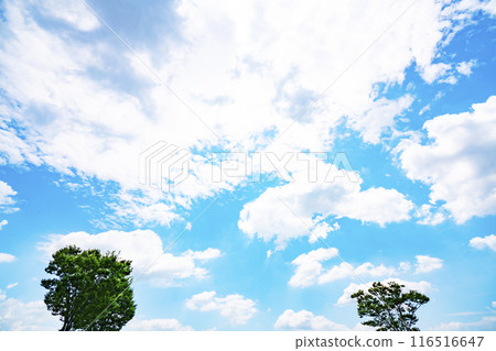 Summer clouds and trees 116516647