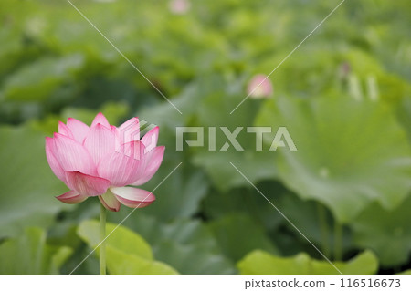 Lotus in Japan 116516673