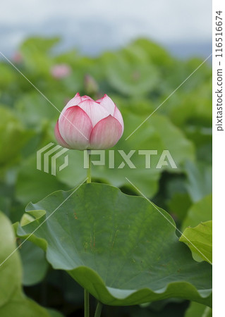 Lotus in Japan 116516674