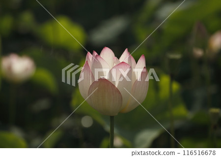 Lotus in Japan 116516678