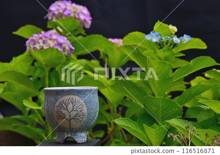 Hydrangea and teacup 116516871