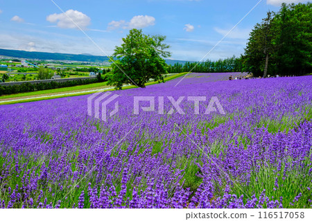 Extensive lavender fields 116517058