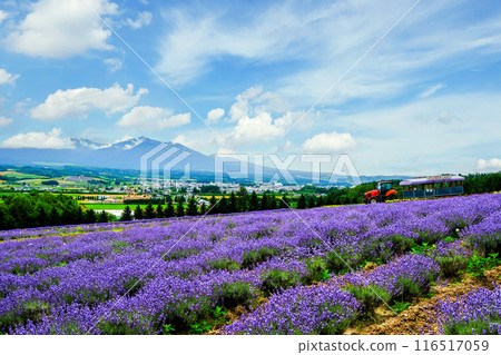 薰衣草田和拖拉機巴士 薰衣草田和拖拉機巴士 116517059