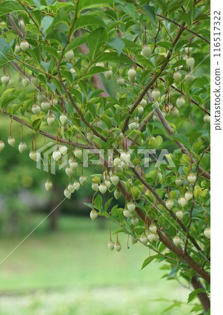 Snowdrop Fruit - 2024 116517322