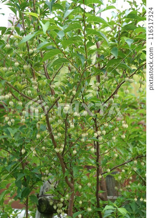 Snowdrop Fruit - 2024 116517324