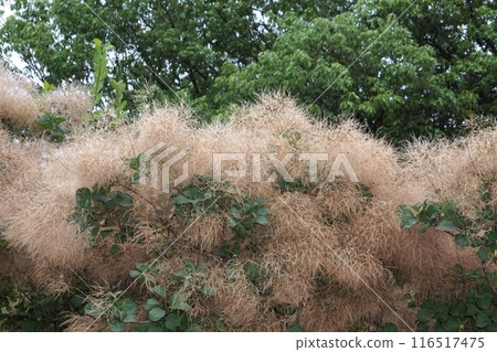 Dried smoke tree flowers, 2024 Dried smoke tree flowers, 2024 116517475