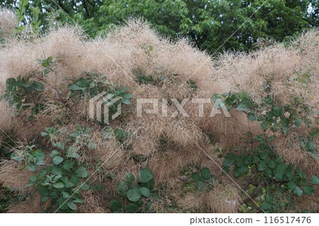 乾燥花形狀的煙火，2024㋆ 116517476