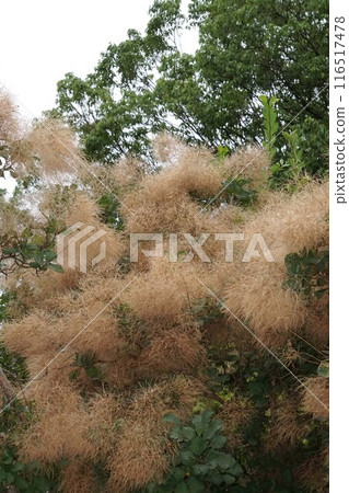 Dried smoke tree flowers, 2024 Dried smoke tree flowers, 2024 116517478