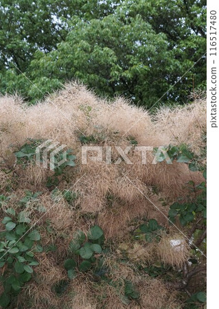 Dried smoke tree flowers, 2024 Dried smoke tree flowers, 2024 116517480