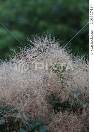 Dried smoke tree flowers, 2024 Dried smoke tree flowers, 2024 116517484