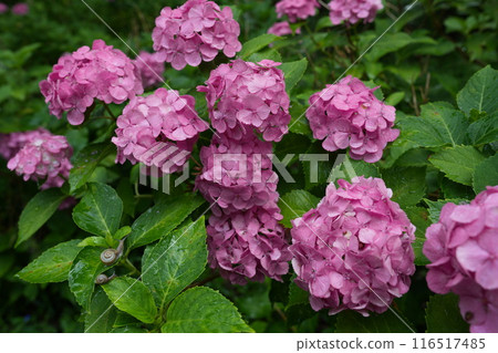 Hydrangea blooming in the rainy season and two snails 3 Hydrangea blooming in the rainy season and two snails 3 116517485