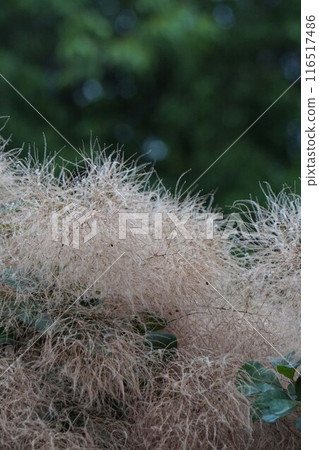 Dried smoke tree flowers, 2024 116517486