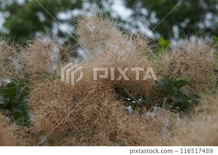 Dried smoke tree flowers, 2024 116517489