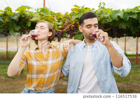 Happy vineyard - grape yard farmers tasting a wine or grape juice together while standing in the vineyard. Lovely couple taste a wine - grape juice in the vineyard. Happy vineyard - grape yard farmers tasting a wine or grape juice together while standing in the vineyard. Lovely couple taste a wine - grape juice in the vineyard. 116517538
