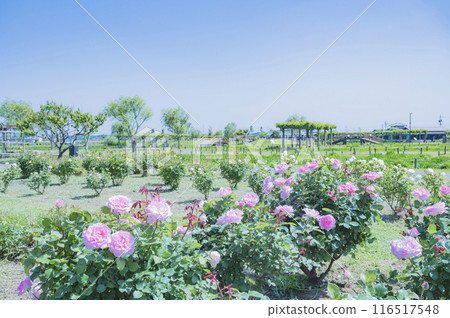 Rose of pink Rose of pink 116517548