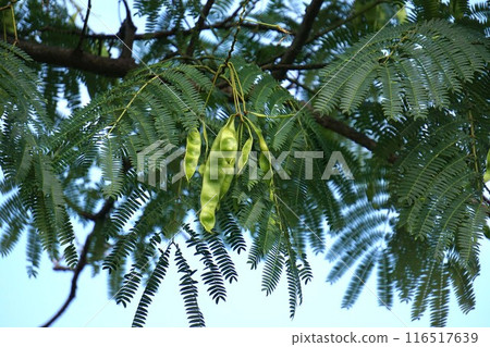 榆樹的幼果，2024㋆ 116517639