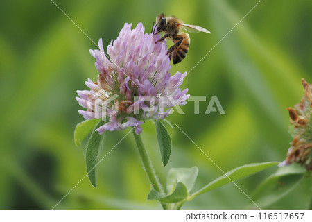 Red mackerel and a honeybee 116517657