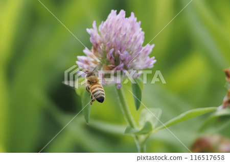 Red mackerel and a honeybee 116517658