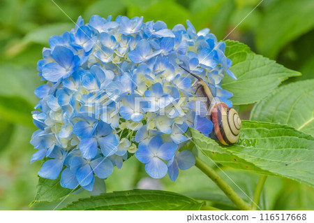 雨季風景繡球花和蝸牛 雨季風景繡球花和蝸牛 116517668