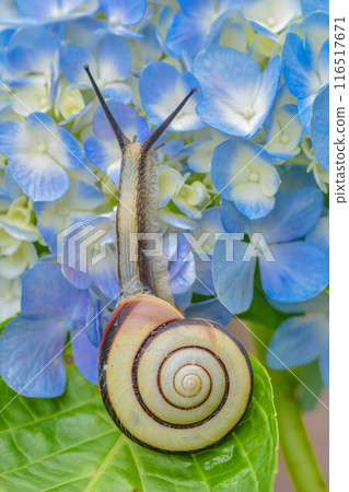 Rainy season scenery: hydrangeas and snails 116517671