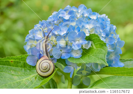 雨季風景繡球花和蝸牛 116517672