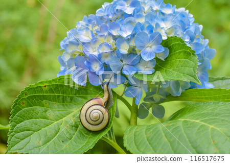 Rainy season scenery: hydrangeas and snails Rainy season scenery: hydrangeas and snails 116517675